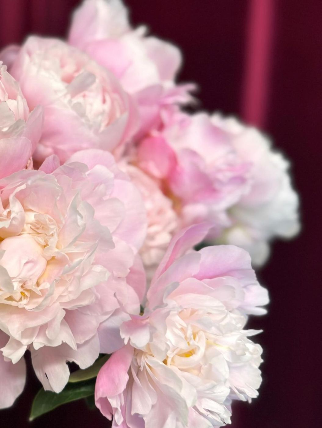 Peonie rosa